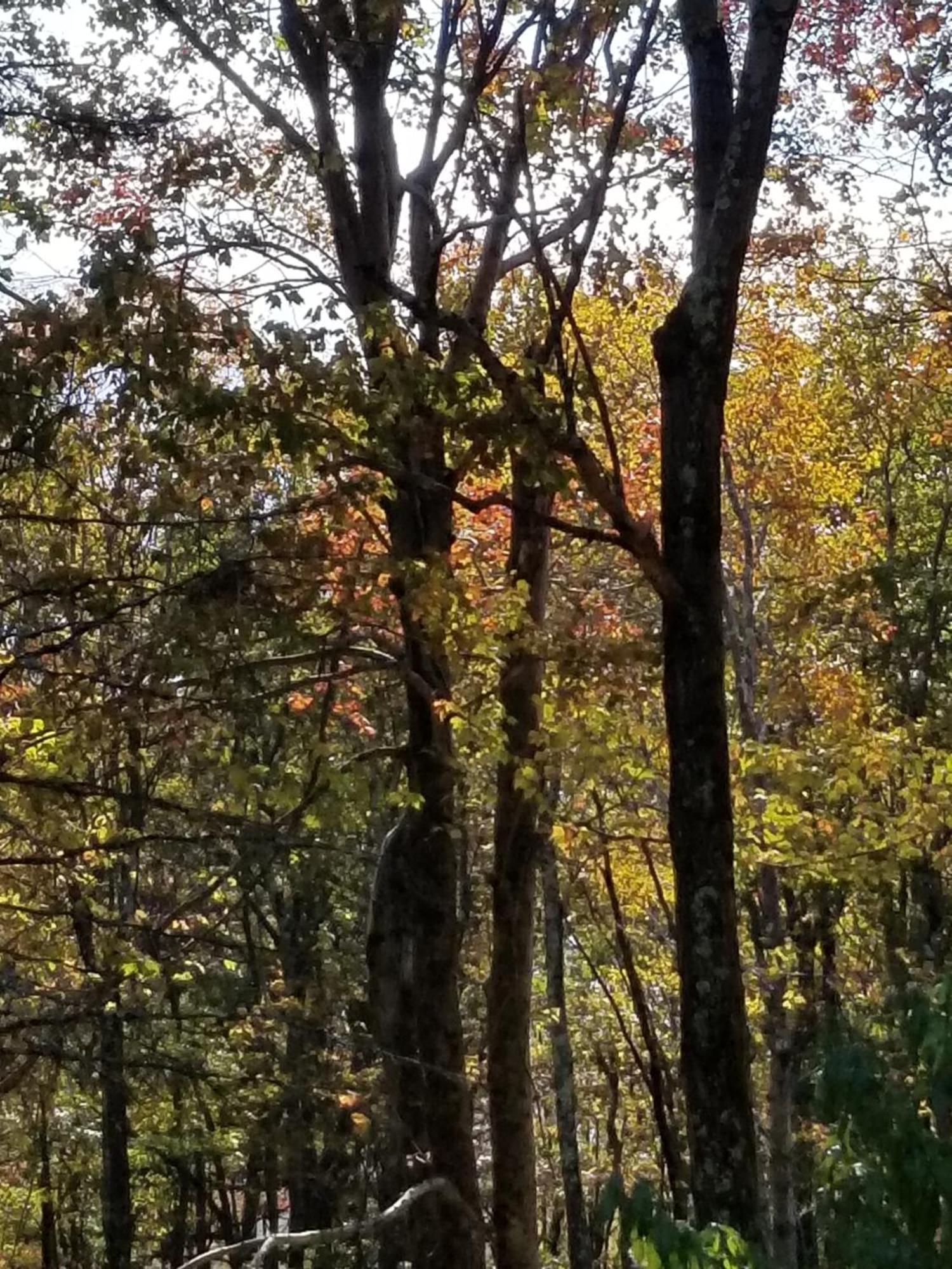 Serenity And Fun All In One In This Cozy Pocono Cabin Jim Thorpe Esterno foto