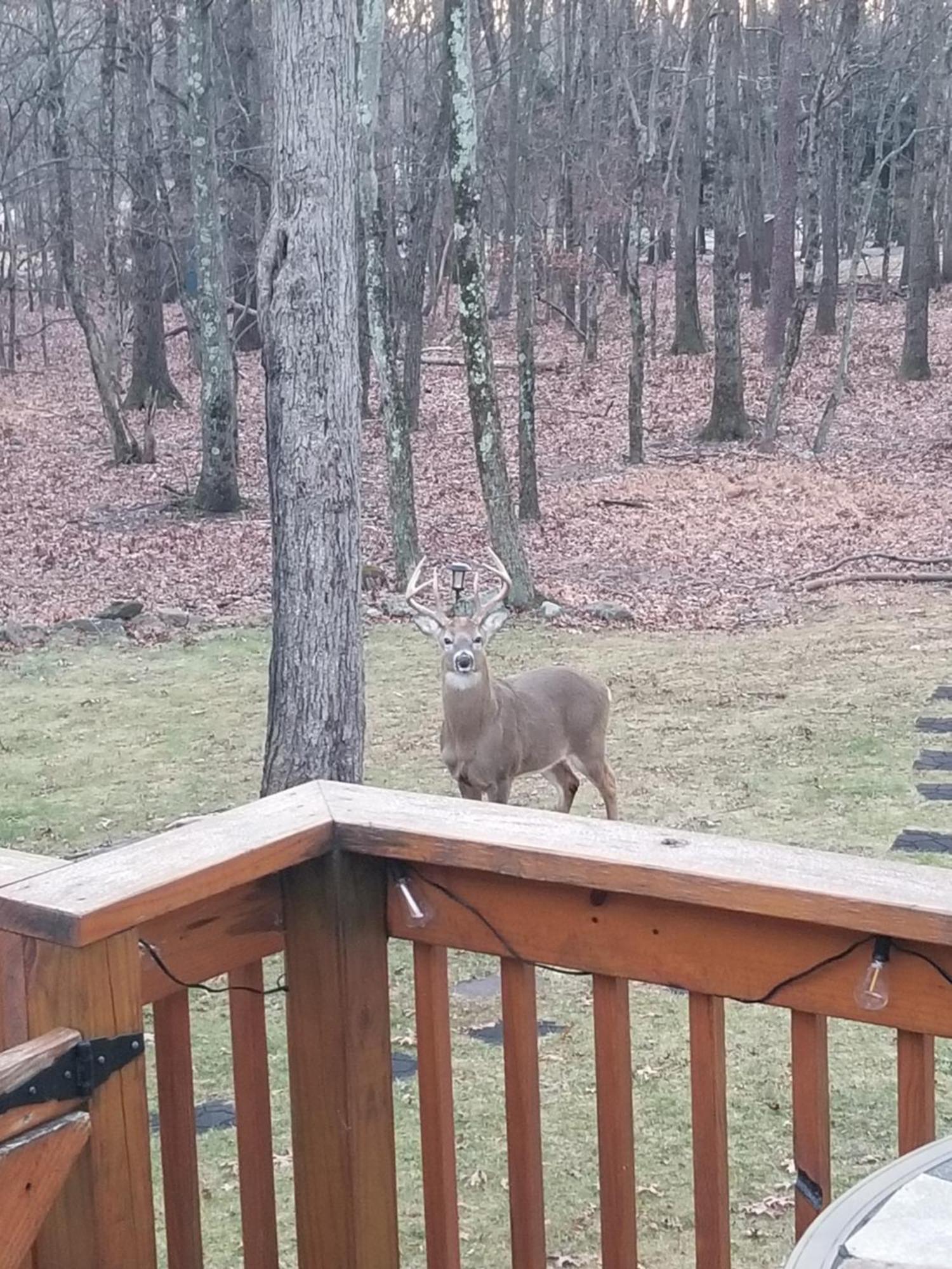 Serenity And Fun All In One In This Cozy Pocono Cabin Jim Thorpe Esterno foto